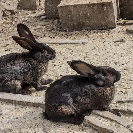 Отель Complex Barite